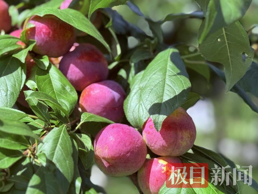 mmexport29199373391b86cf2dc87810658475bf_1751349888119.jpeg mmexport29199373391b86cf2dc87810658475bf_1751349888119.jpeg