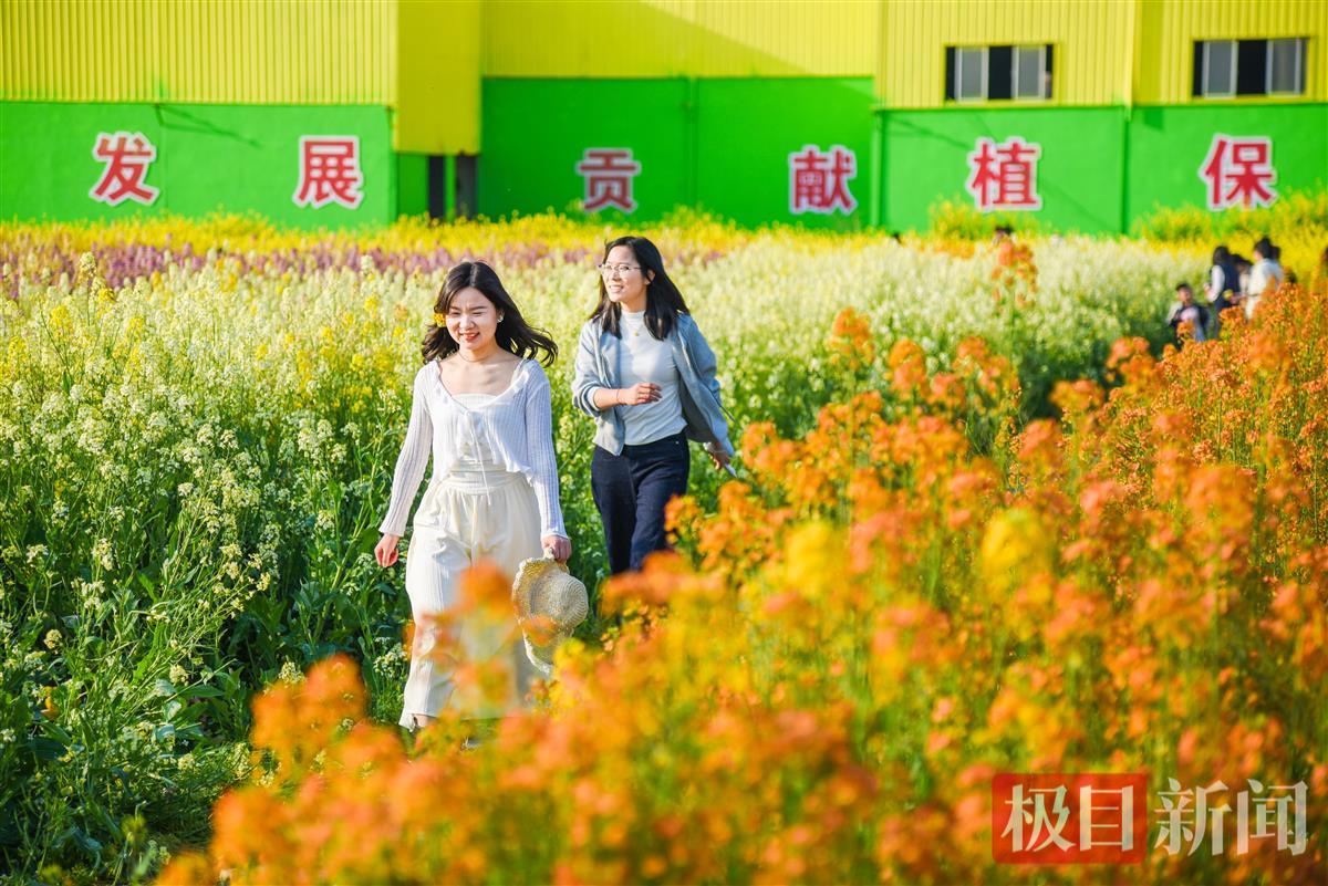 游客在监利市程集镇的七彩油菜花海中游玩。（极目新闻记者 黄志刚 摄） (4).JPG