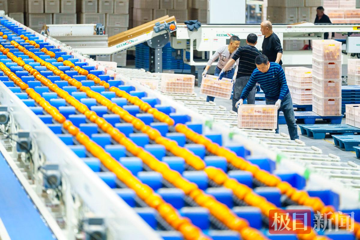 2026年4月9日，湖北省宜昌市秭归县茅坪镇，一企业使用自动分选机分拣脐橙.JPG