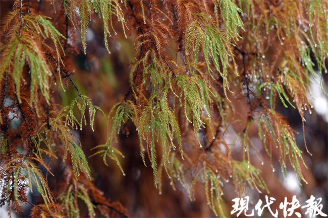“南京户口”杉树多神奇？来中山植物园看首届落羽杉展 | 极目新闻