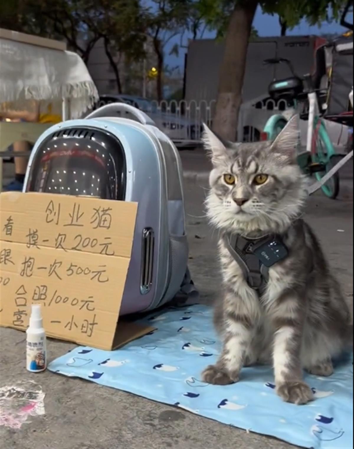 当事人回应“带猫创业抱一次500元”：都是噱头，没真正收过钱 | 极目新闻