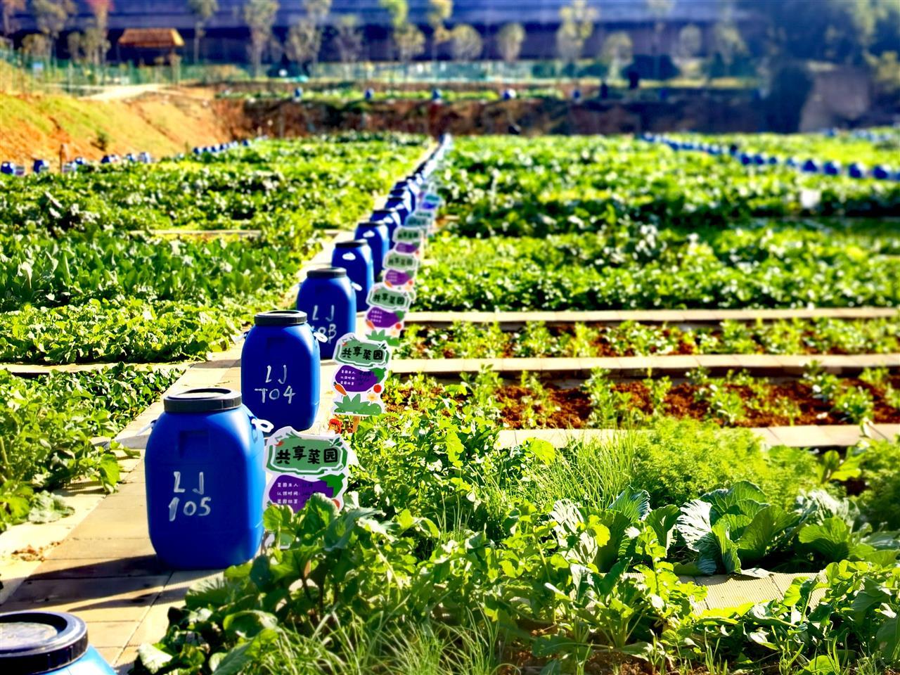 共享菜园.jpg 共享菜园.jpg