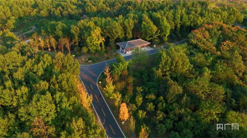 河南信阳:羊山森林植物园秋意浓 | 极目新闻