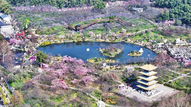 2025“相约春天赏樱花”知音湖北赏花游活动启动