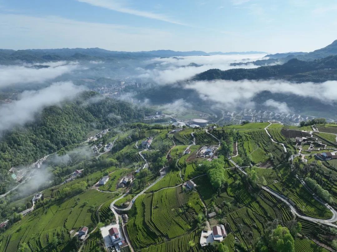 五峰青岗岭茶园 摄影：周磊.png