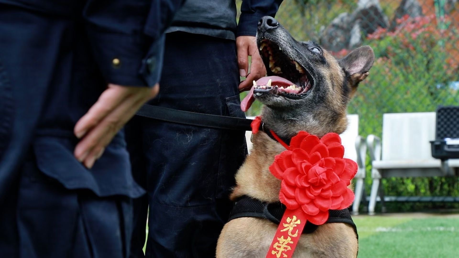 缉毒犬退役后图片