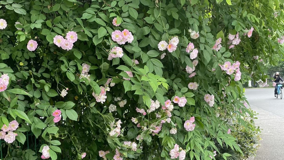 东湖绿道一角的蔷薇.jpg