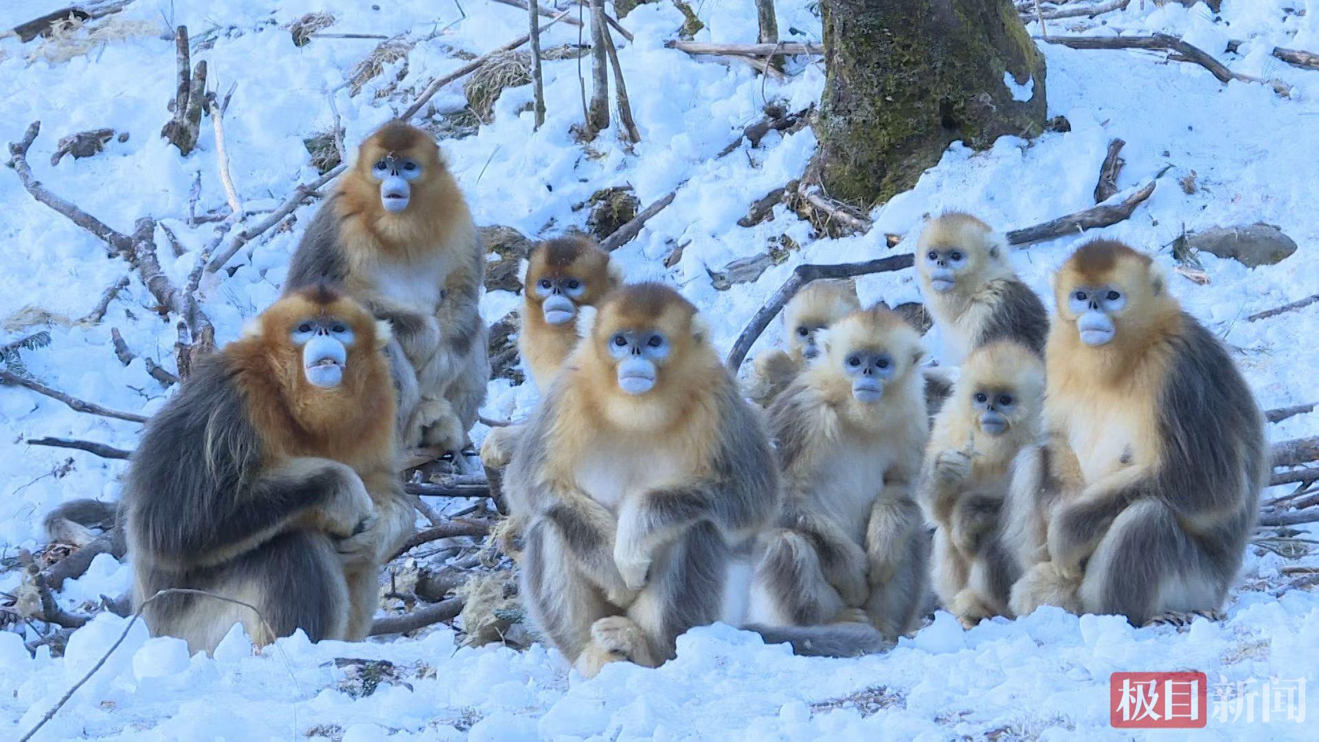 神农架雪景如画，猴王家族抢镜拍全家福