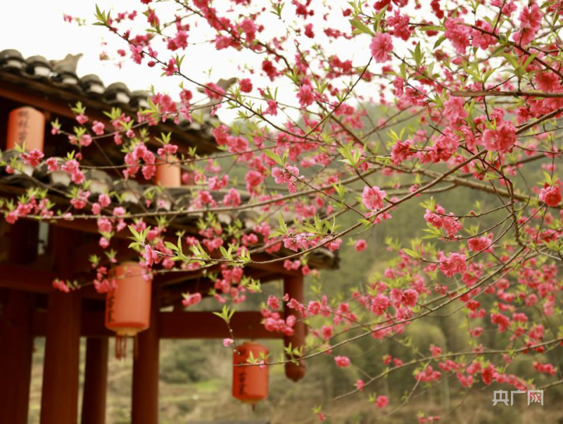 湖南城步:二月春风传花信 满树桃花烂漫红