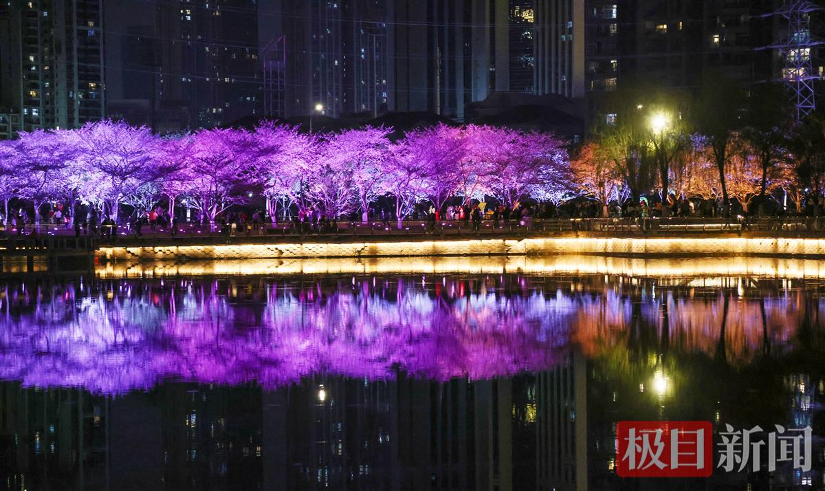又到樱花烂漫时,武汉西北湖公园灯光下的夜樱缤纷美如画 | 极目新闻