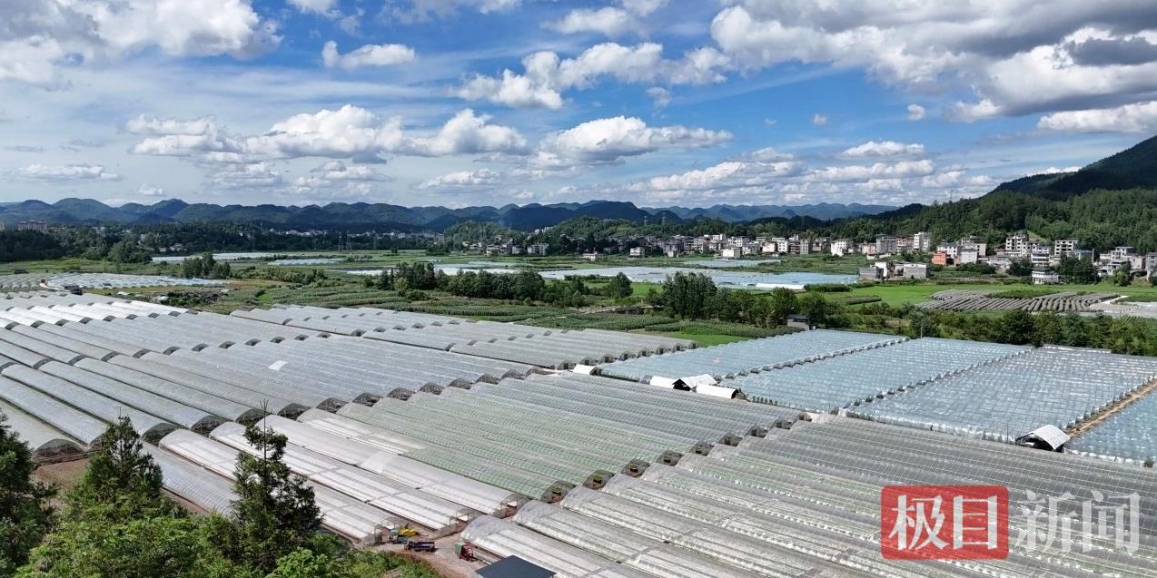 利川 西红柿1.jpg