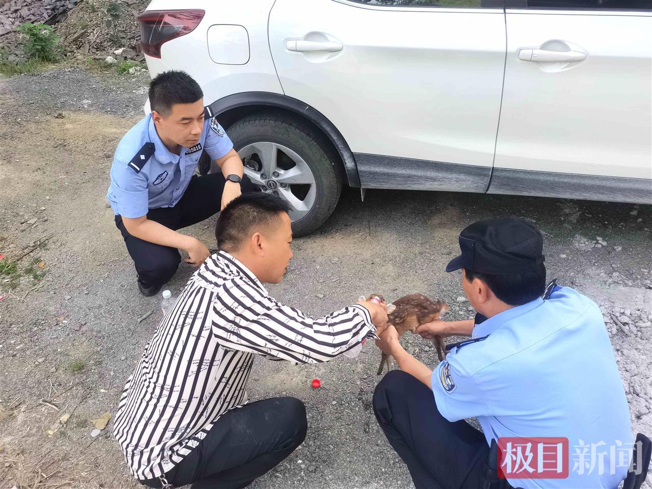图2：民警和许先生在给小麂喂水.jpg
