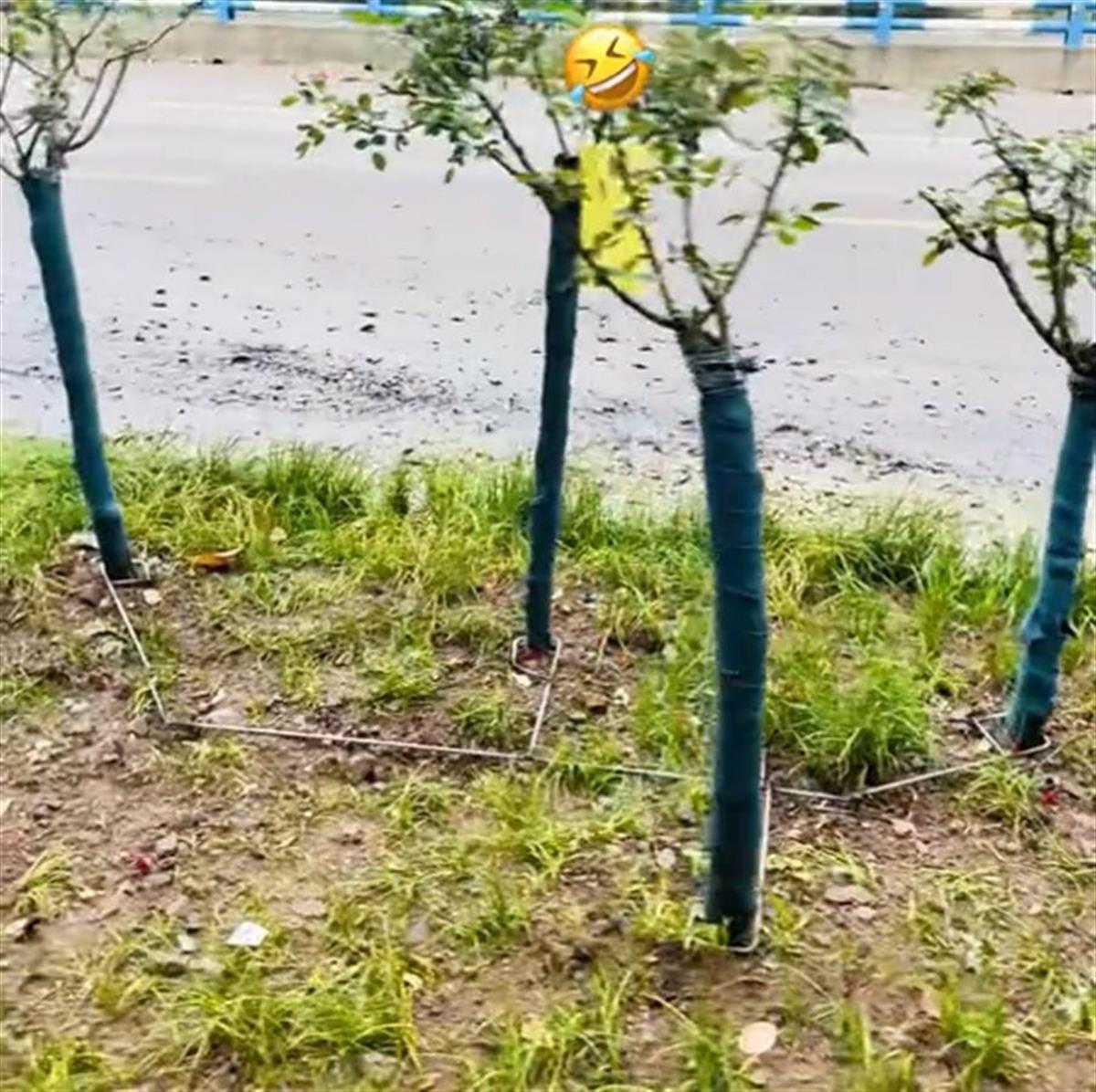 月季花被绑扎钢筋 视频截图.png