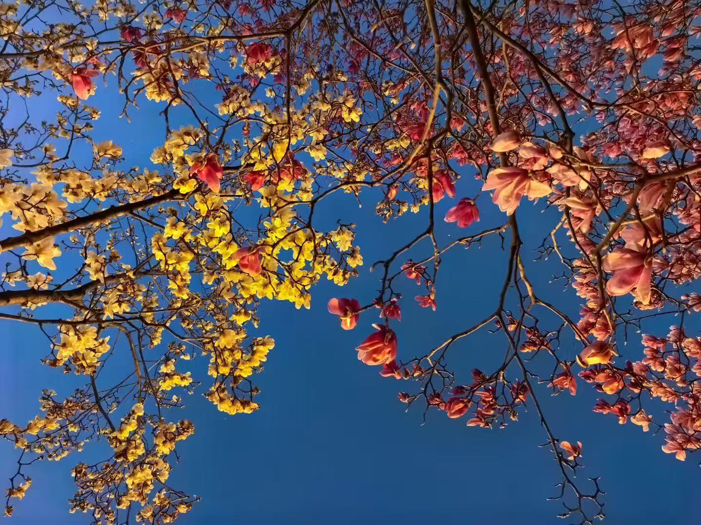 东风夜放花千树     季冬兰摄.jpg