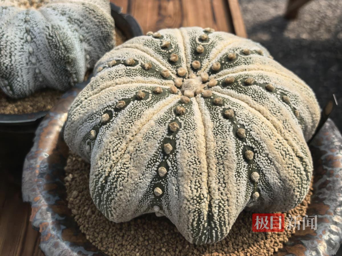 一年仅生长1毫米，江夏藏着一颗价值30万的精品仙人球