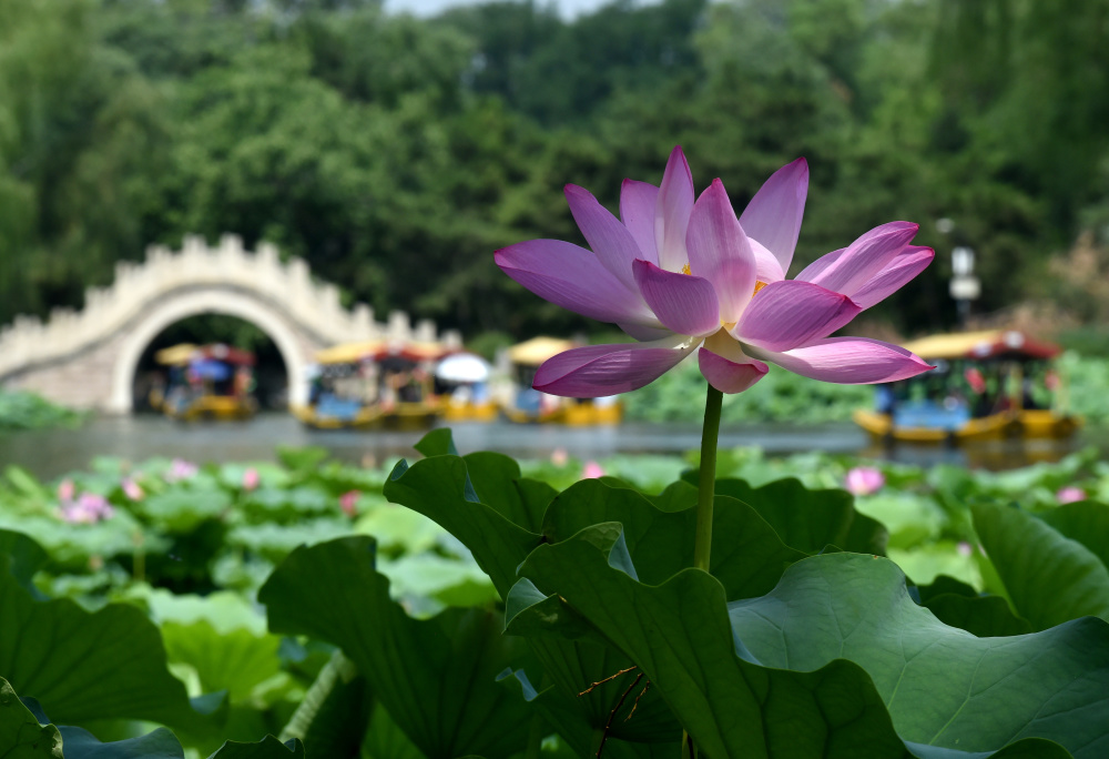 圆明园第二十九届荷花节开幕