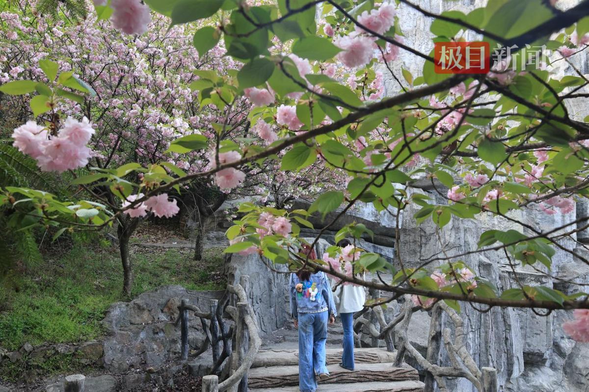 图为郧西县樱花谷景区樱花盛开游人如潮 邹景根摄.png