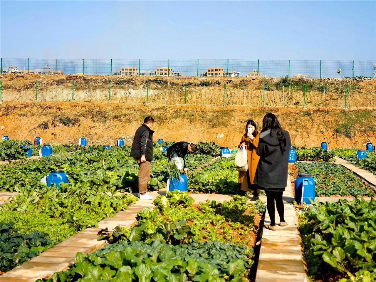 共享菜园3.jpg 共享菜园3.jpg