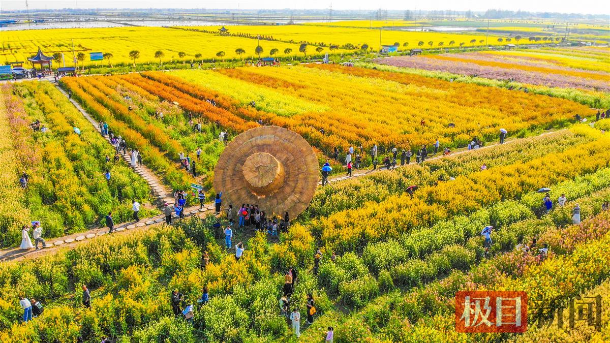 监利市程集镇的七彩油菜花海鸟瞰（极目新闻记者 黄志刚 摄） (2).JPG