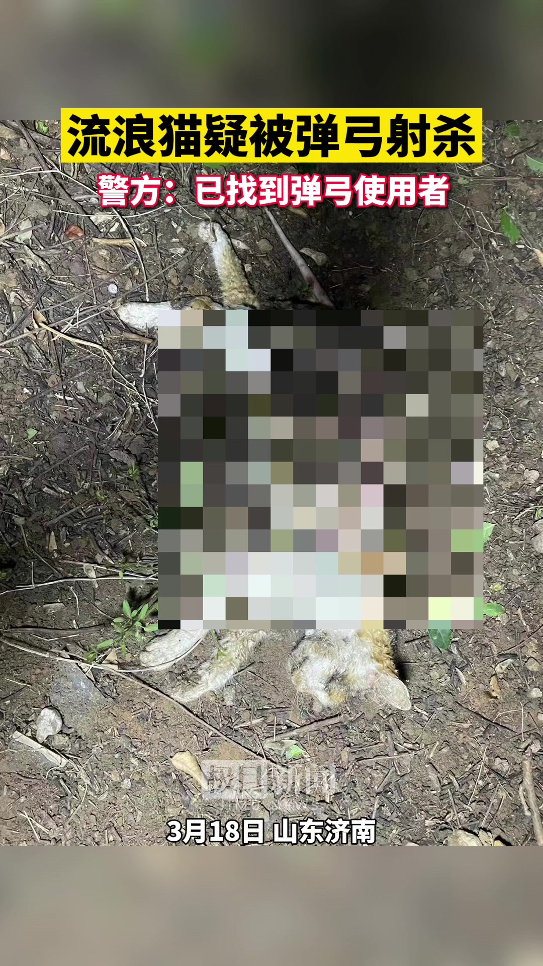 流浪猫疑被弹弓射杀 警方:已找到弹弓使用者
