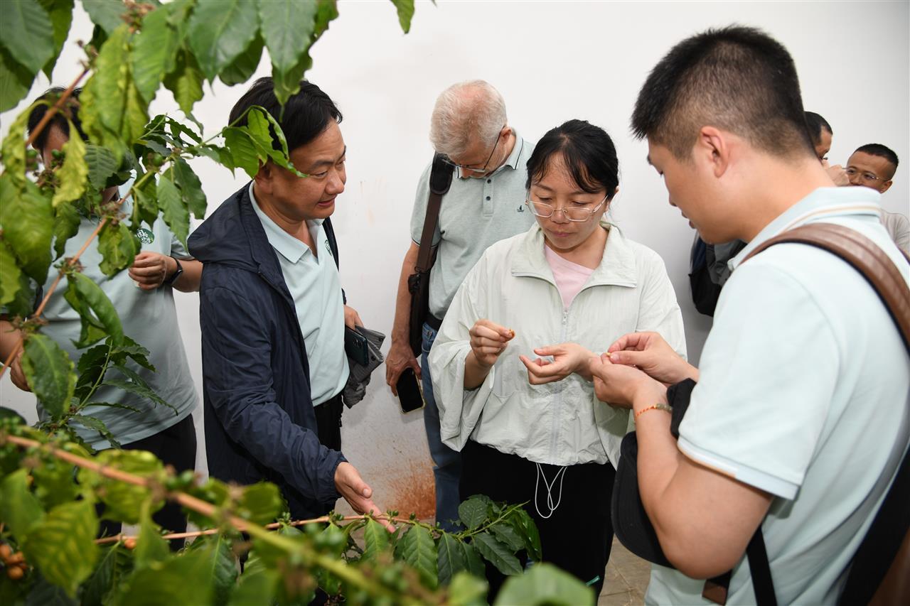 14 热经所副所长张翠仙（中）向华中农大青年教师介绍咖啡种植情况（ 徐行 摄）.JPG