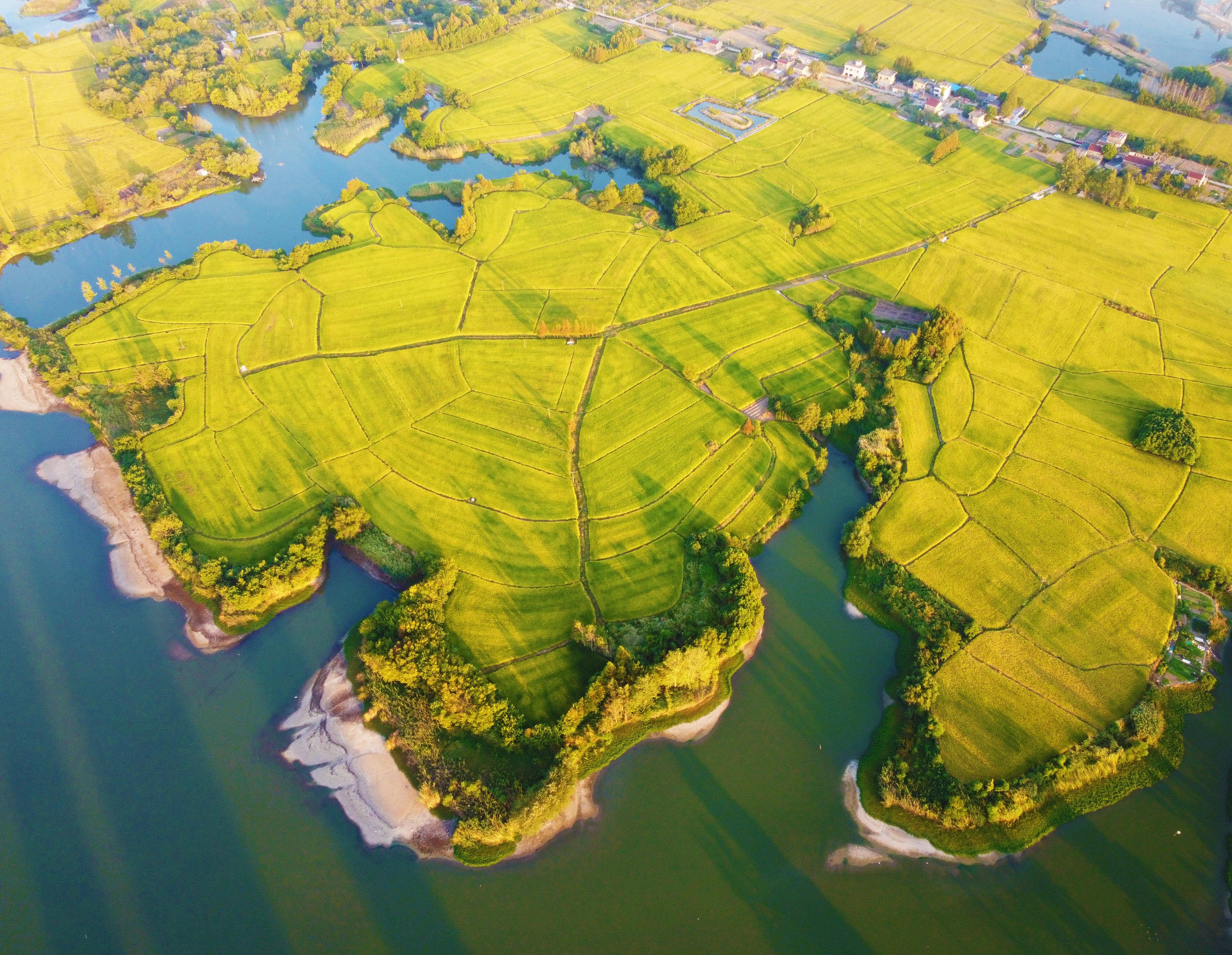 金秋晒丰收航拍田间披金美景