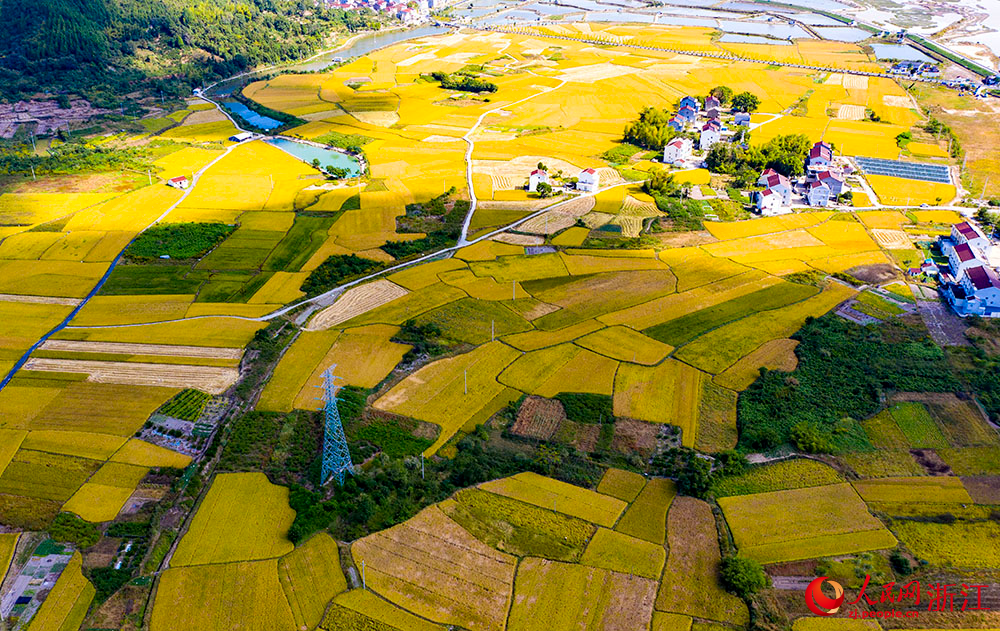 台州三门:田园秋色 "丰"景如画