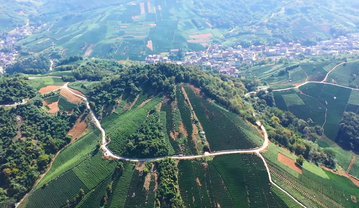 走起!杭州老底子旗枪茶产地搞“茶家乐”,这里还是北宋杨家将族人隐居地 | 极目新闻