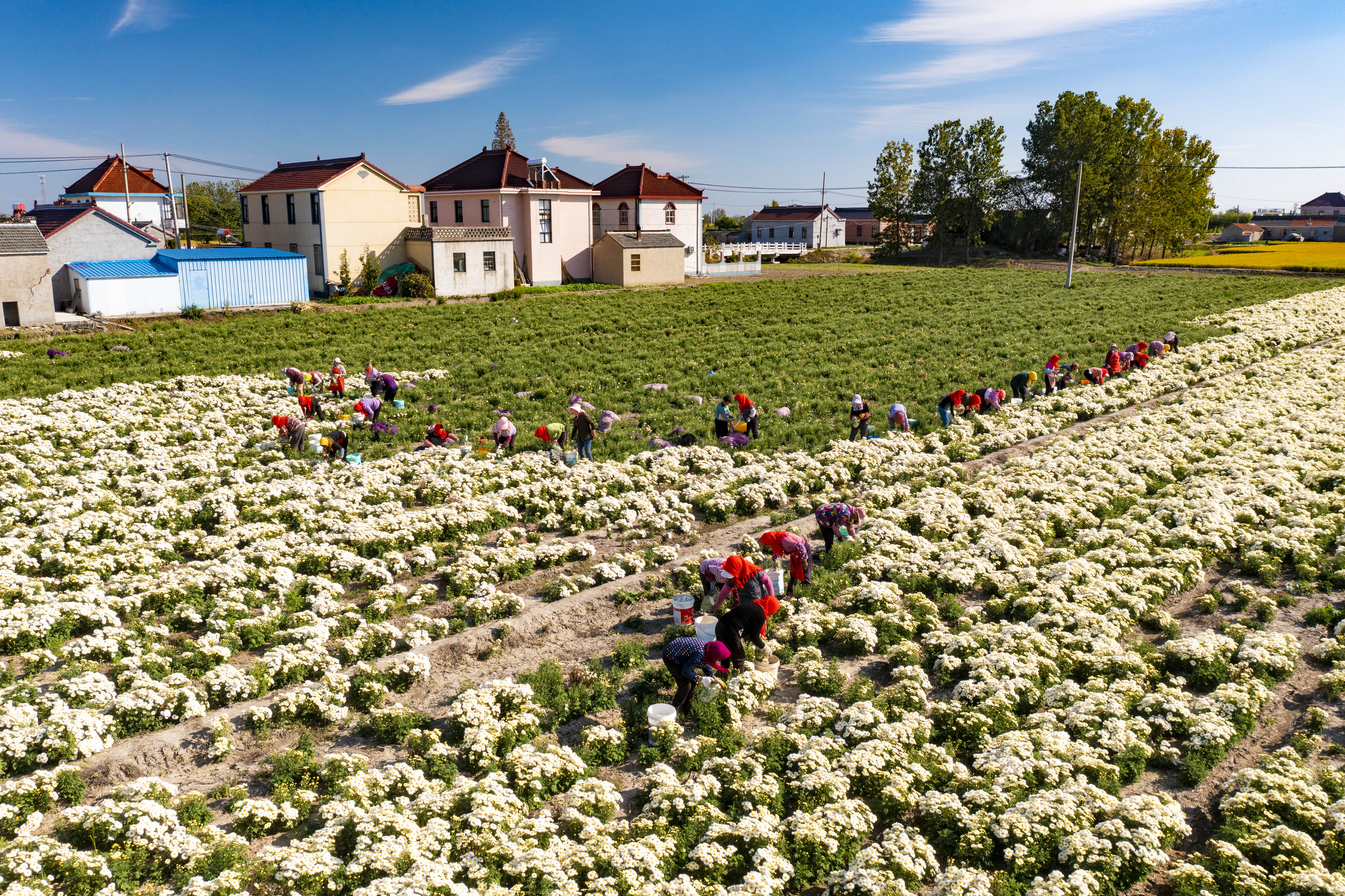 在江苏兴化市大营镇洋子村菊花种植基地,百香菊迎来丰收.