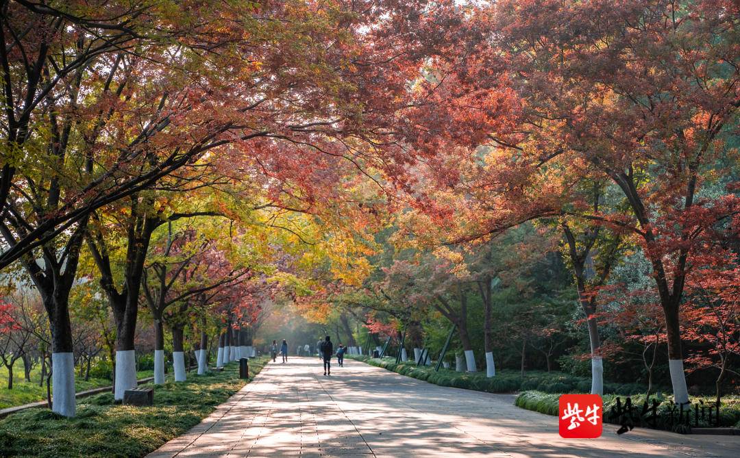 南京钟山风景区榉树大道迎来"颜值巅峰" | 极目新闻
