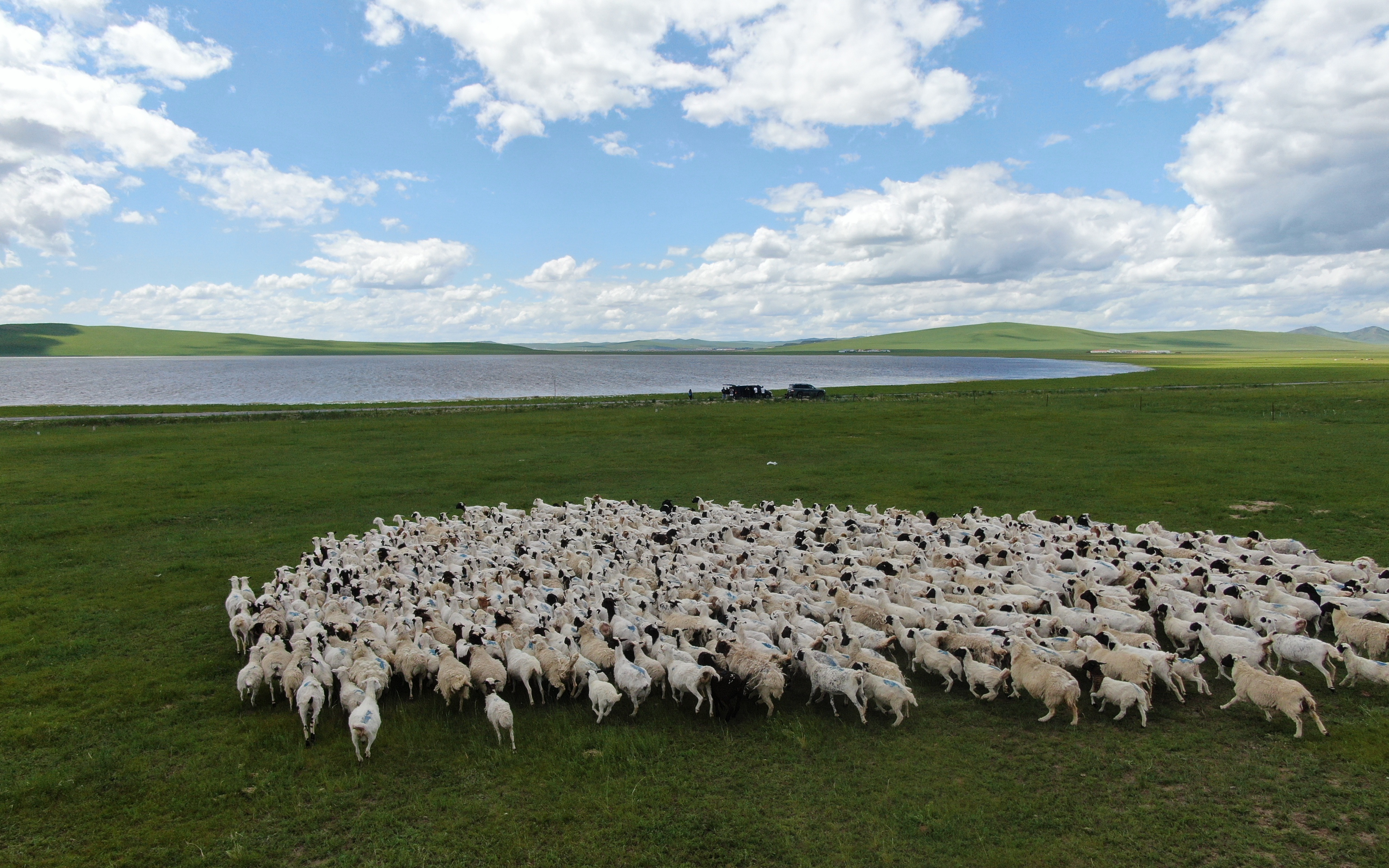 养羊之变,苏雅拉四十年牧羊路 | 极目新闻