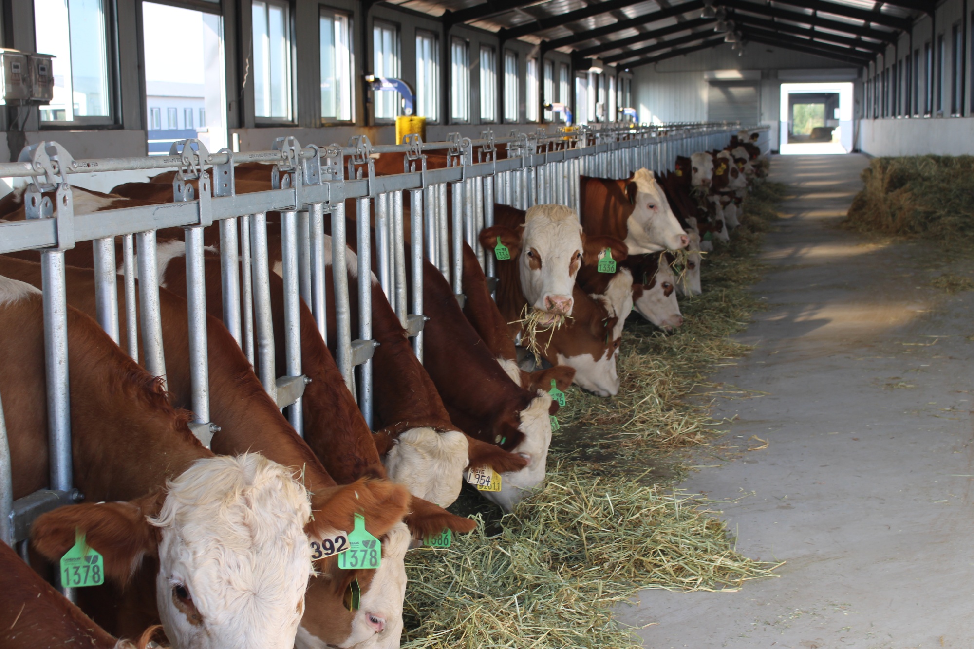 内蒙古科左中旗:打造数字化养牛模式 | 极目新闻