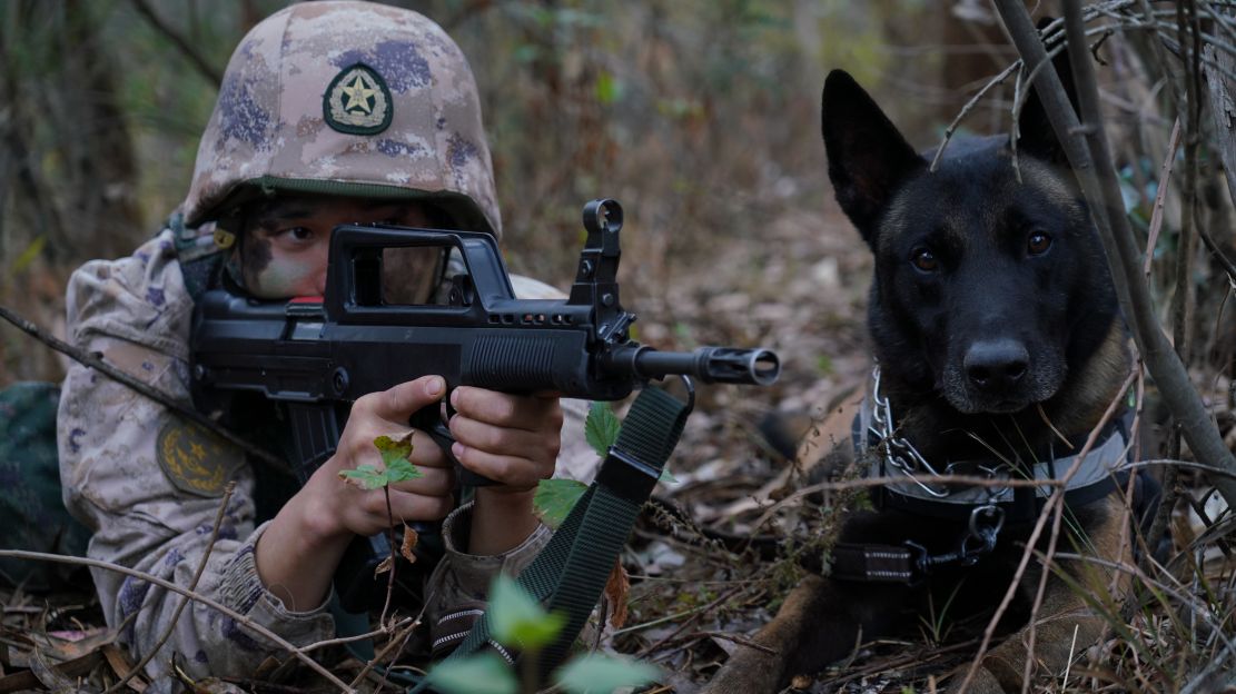 军犬种类图片