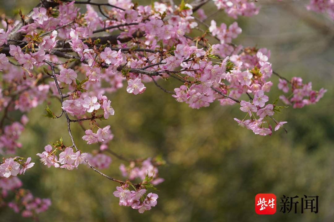 南京情侣园樱花图片