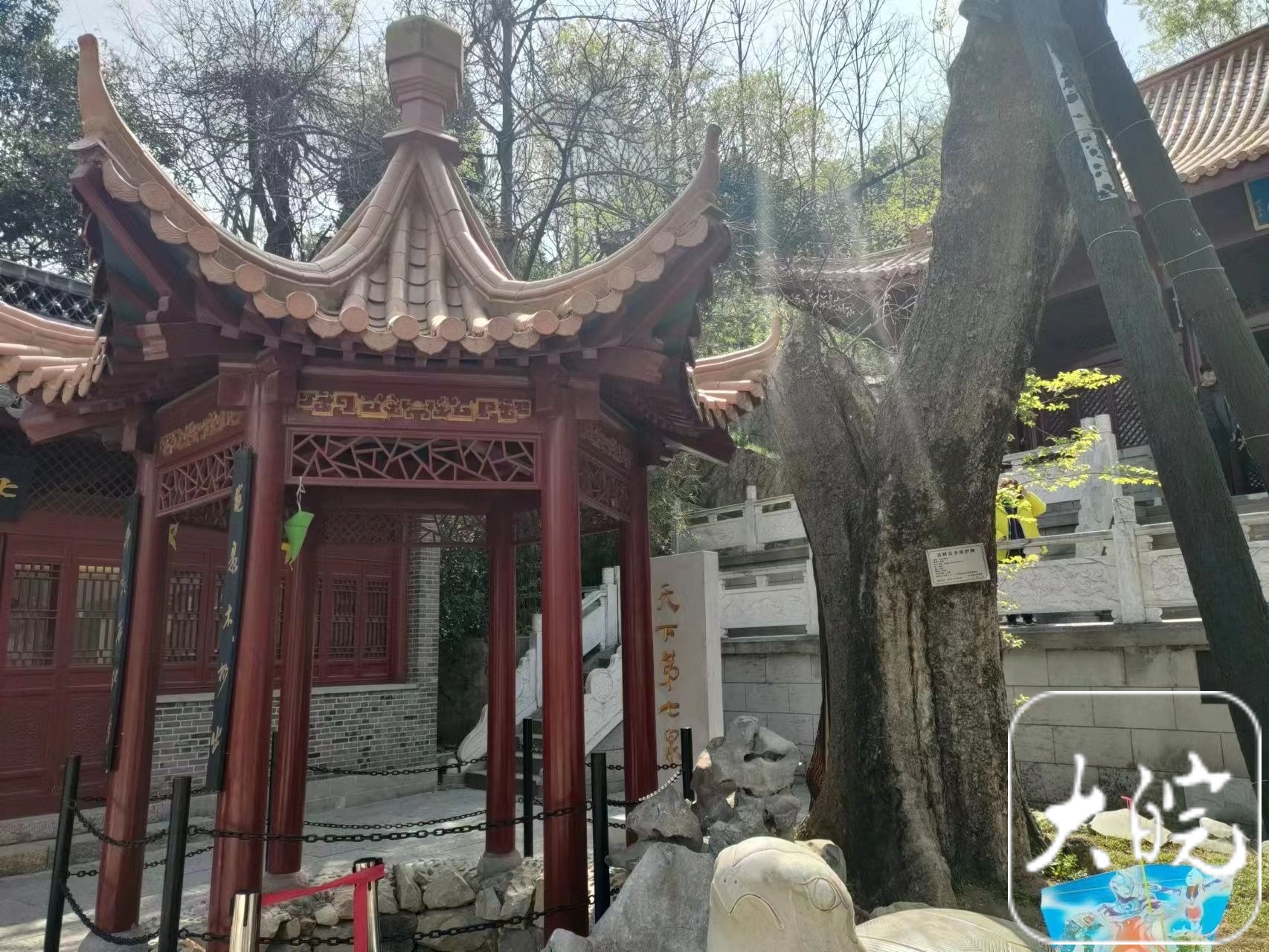 神奇!458岁老朴树“断臂”中长出“树中树” | 极目新闻