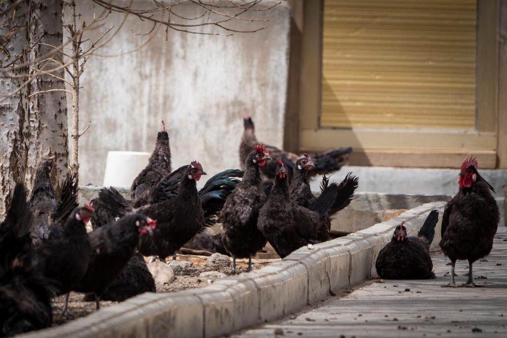 新华全媒 |藏黑鸡助农走上致富路 | 极目新闻