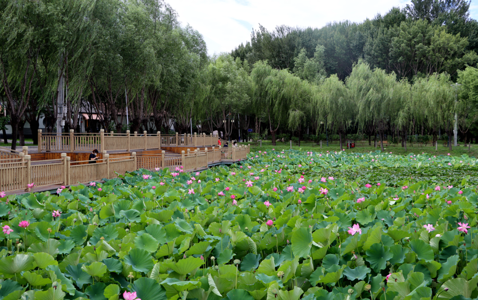 北京乡村振兴故事:延庆区康庄镇火烧营村 荷花深处美丽乡村 景美民富