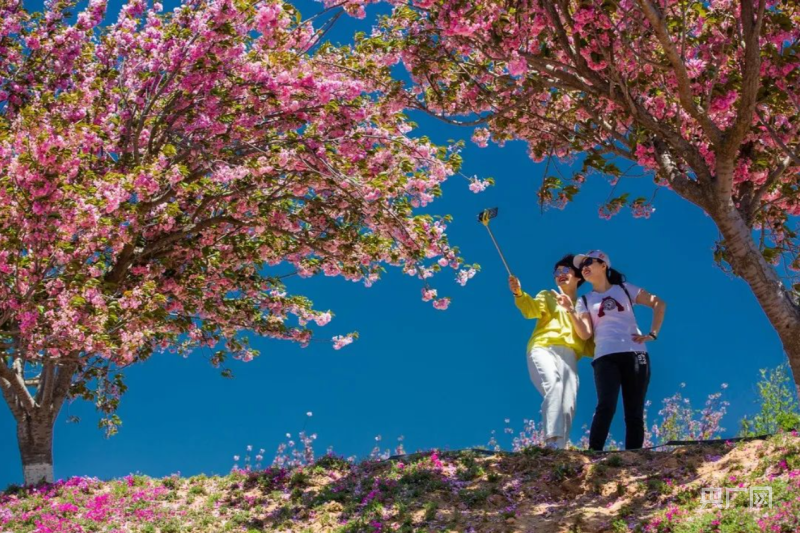 大连国际樱花节图片