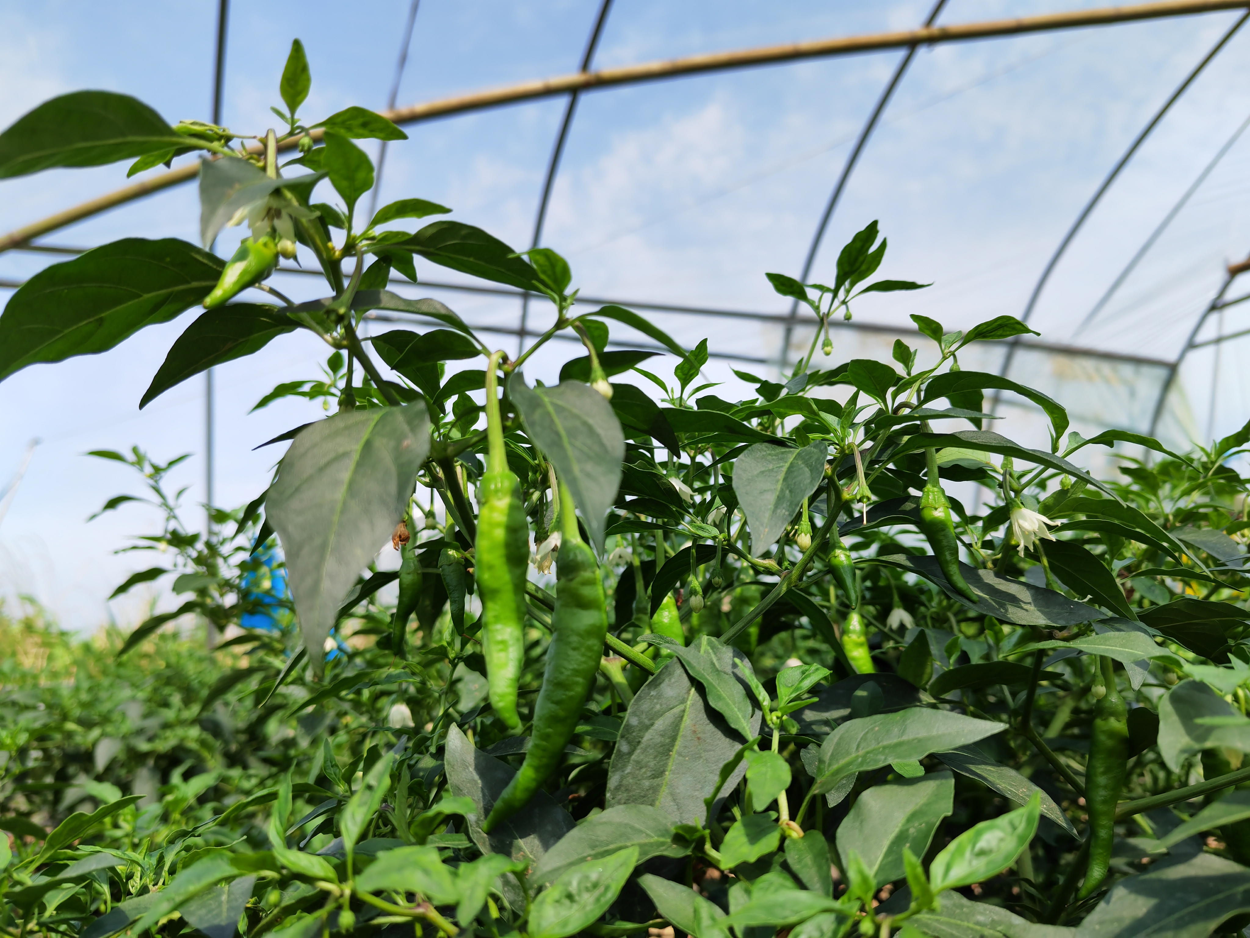 本地村民用外地辣椒冒充"樟树港辣椒"售卖被判商标侵权 | 极目新闻