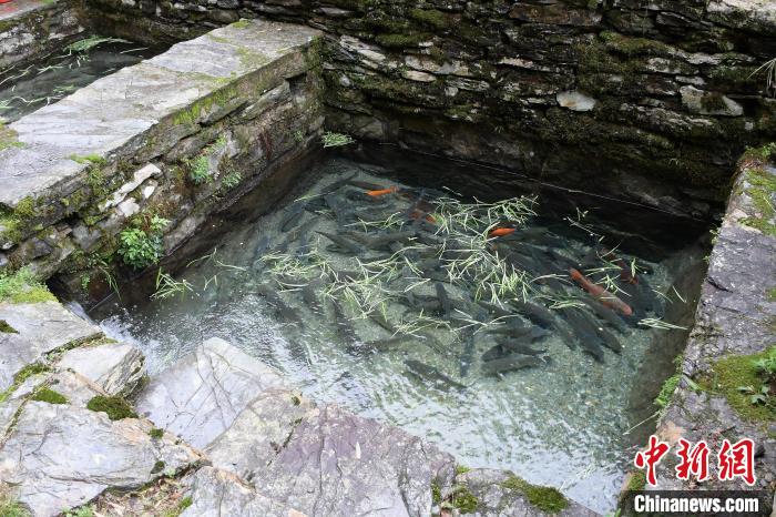 安徽休宁山泉流水养鱼:向世界贡献渔业智慧 | 极目新闻