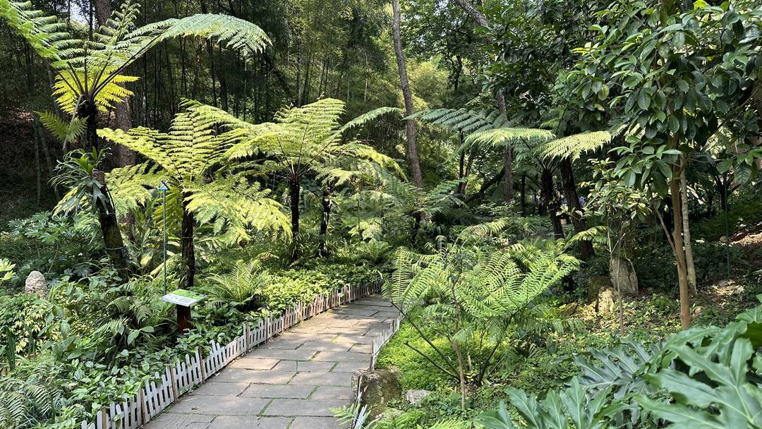 走进成都植物园:从"地球独子"到"花开各地" 看珍稀濒危植物保护之路