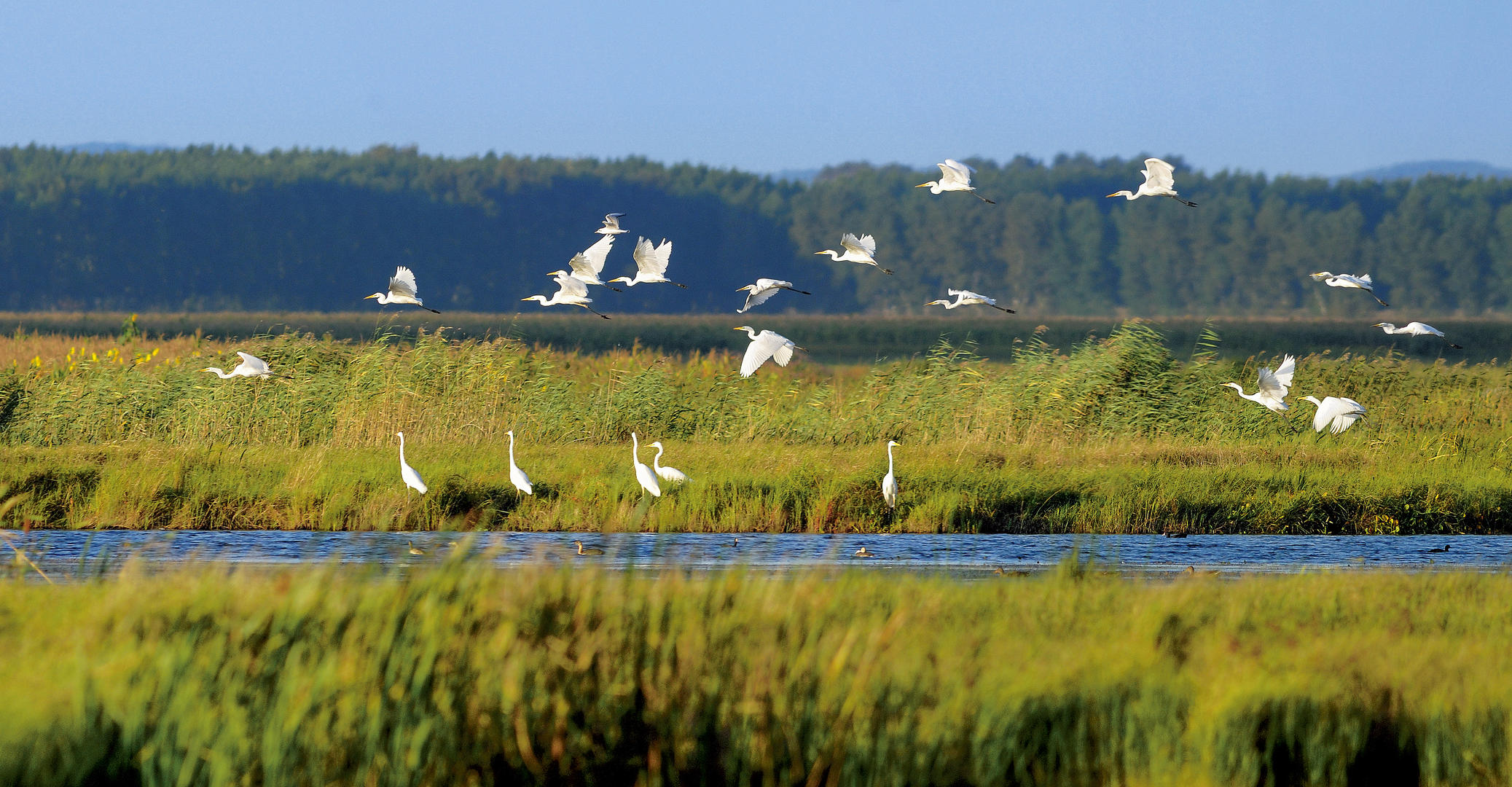 湿地是重要的自然生态系统,是维护国家生态安全的重要基础,发挥着涵养