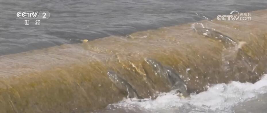 青海湖湟鱼洄游迎来高峰期 再现“鱼鸟共生”生态景象 | 极目新闻