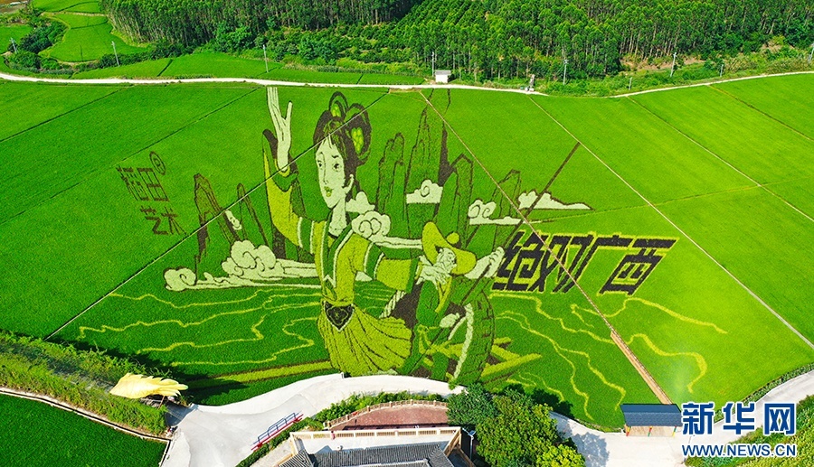 广西宾阳古辣镇大陆村巨型稻田艺术画正值最佳观赏期,蓝天白云下,稻田
