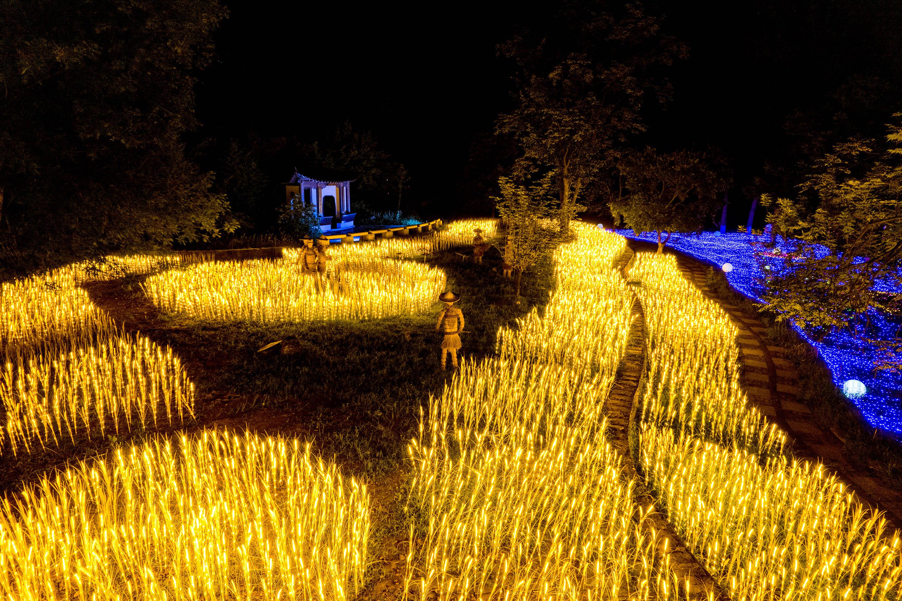 武汉植物园奇幻森林夜游升级归来 | 极目新闻