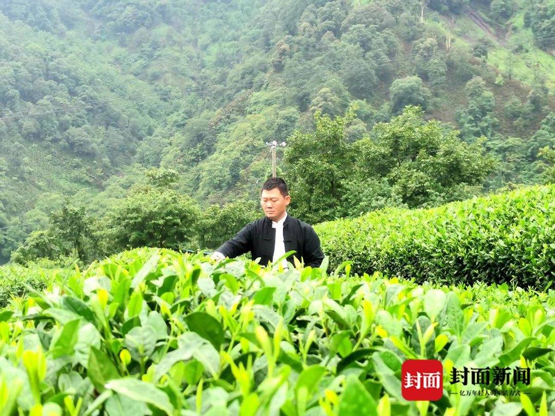 国家高级评茶师、制茶师罗顺兵家庭:人生如茶,历经沉浮终归宁静 | 极目新闻