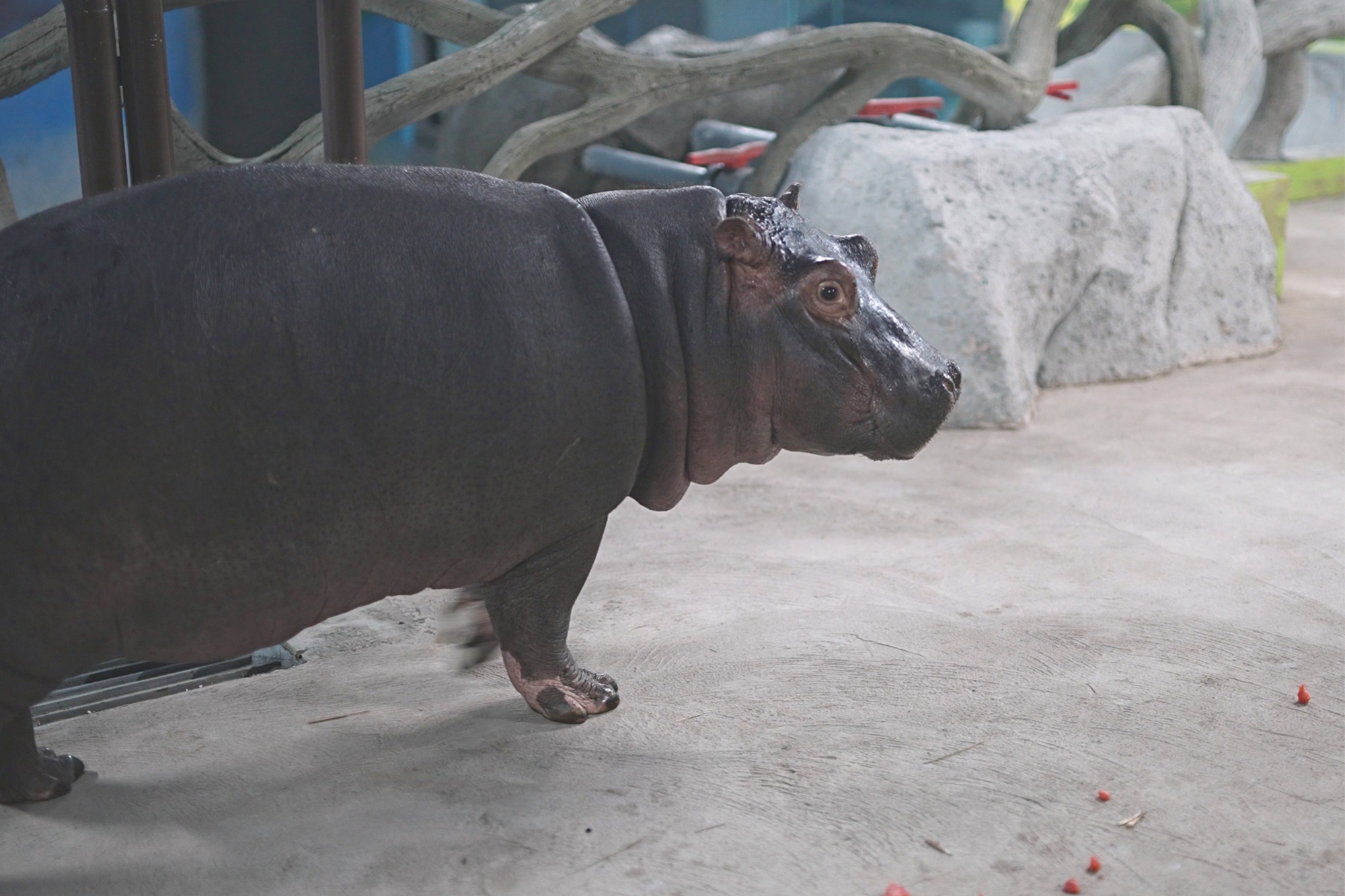 大连森林动物园河马馆开馆纳客 | 极目新闻