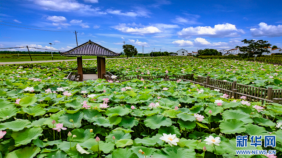 武汉江夏:万亩荷花绽放,乡村旅游升温