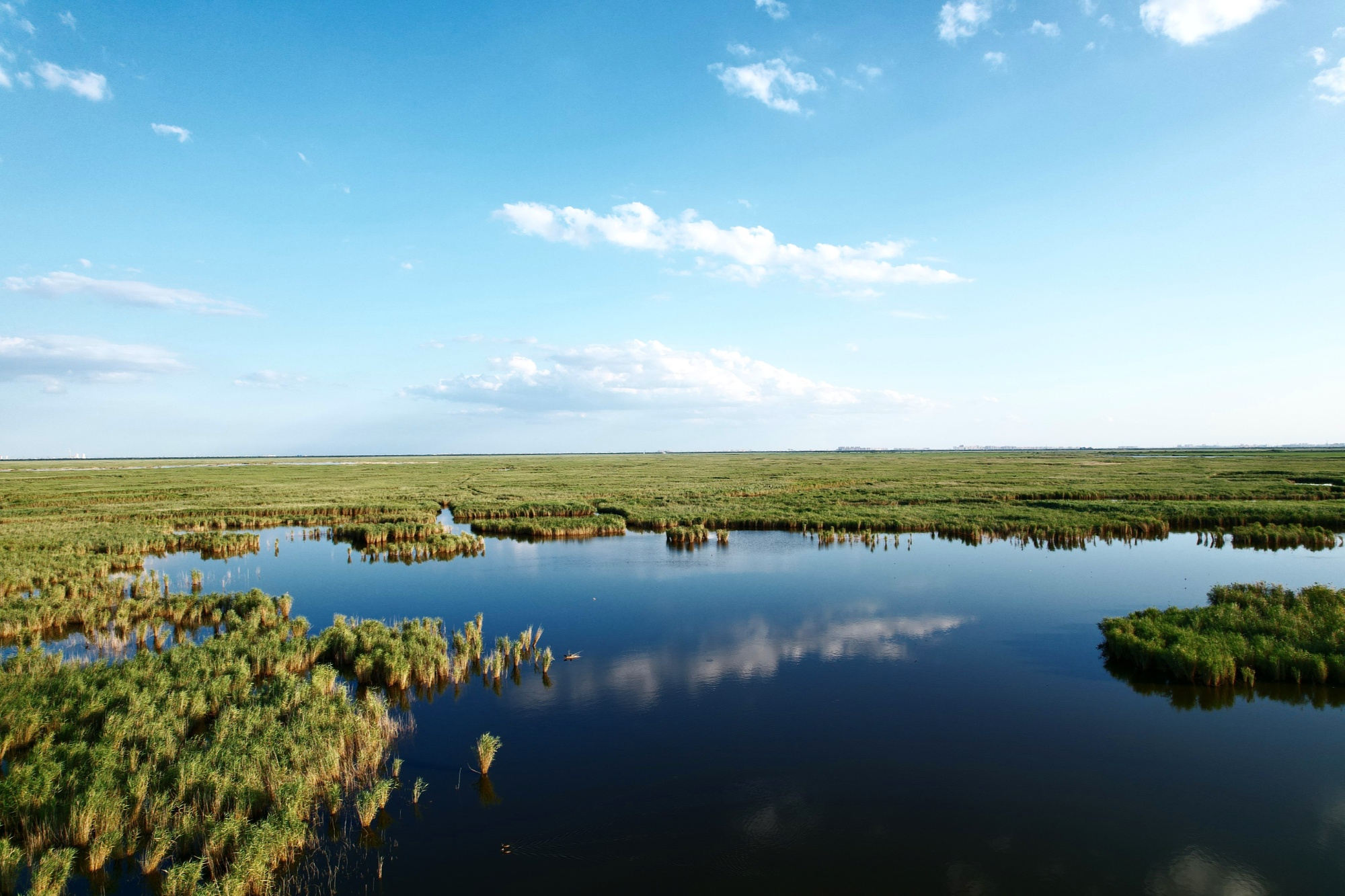 南大港迎来"黑面天使" 生态湿地上演"百鸟咸集舞晴空"
