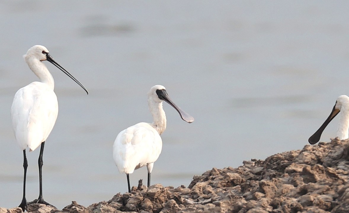 南大港迎来"黑面天使" 生态湿地上演"百鸟咸集舞晴空"
